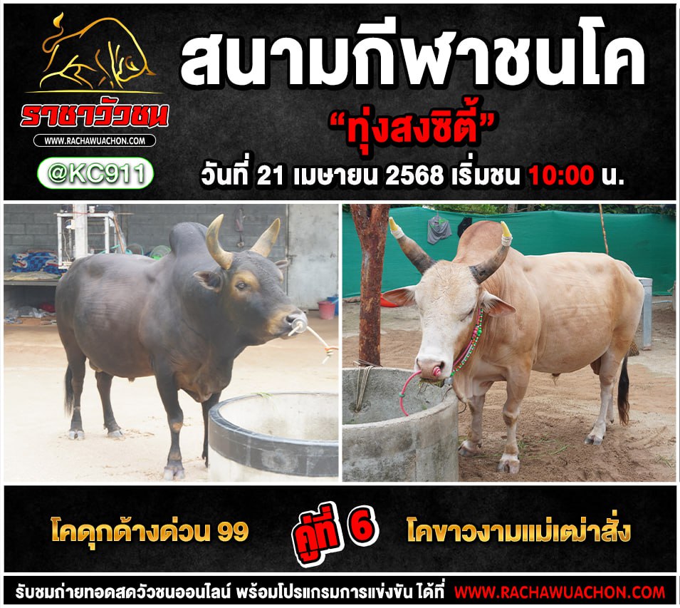 โปรแกรมวัวชน21-4-2568