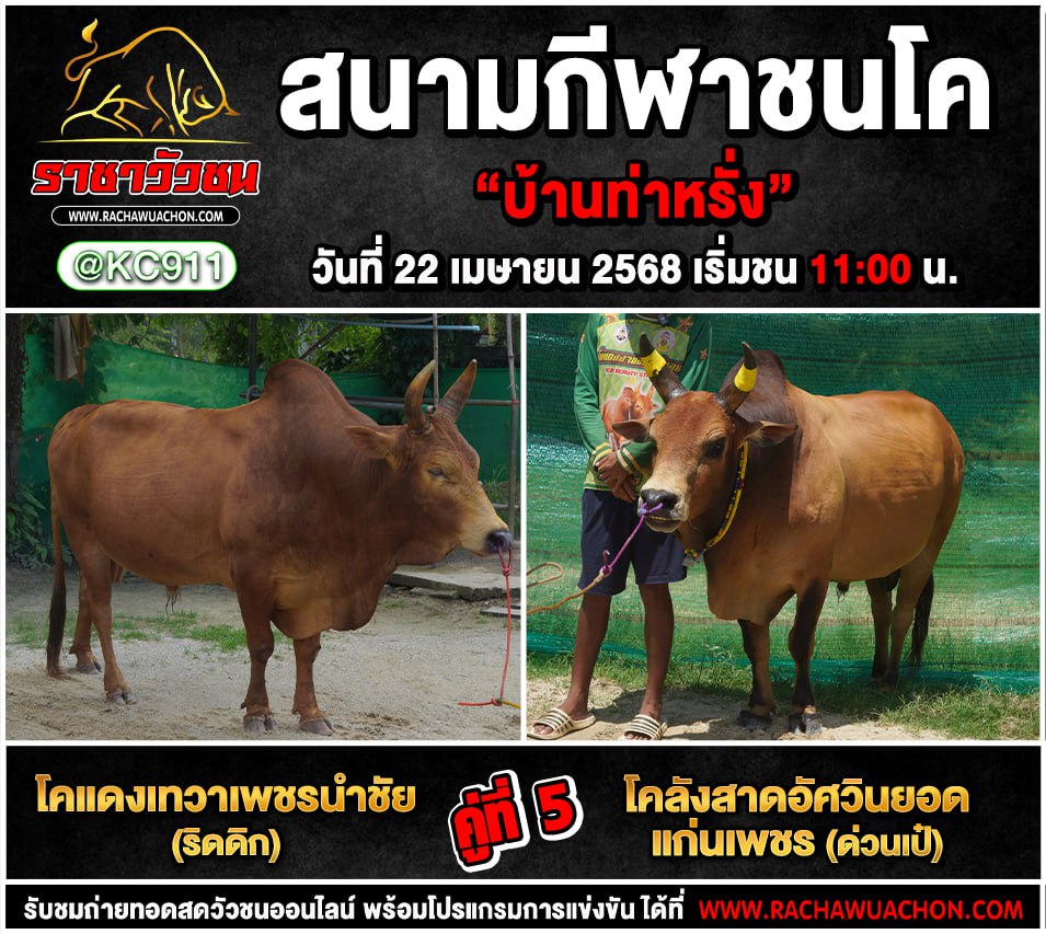 คลิปวัวชนย้อนหลัง 22-4-2568