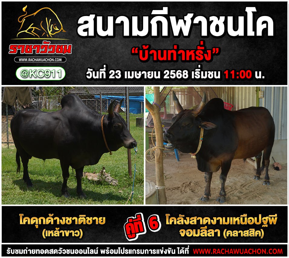 โปรแกรมวัวชน 23-4-2568