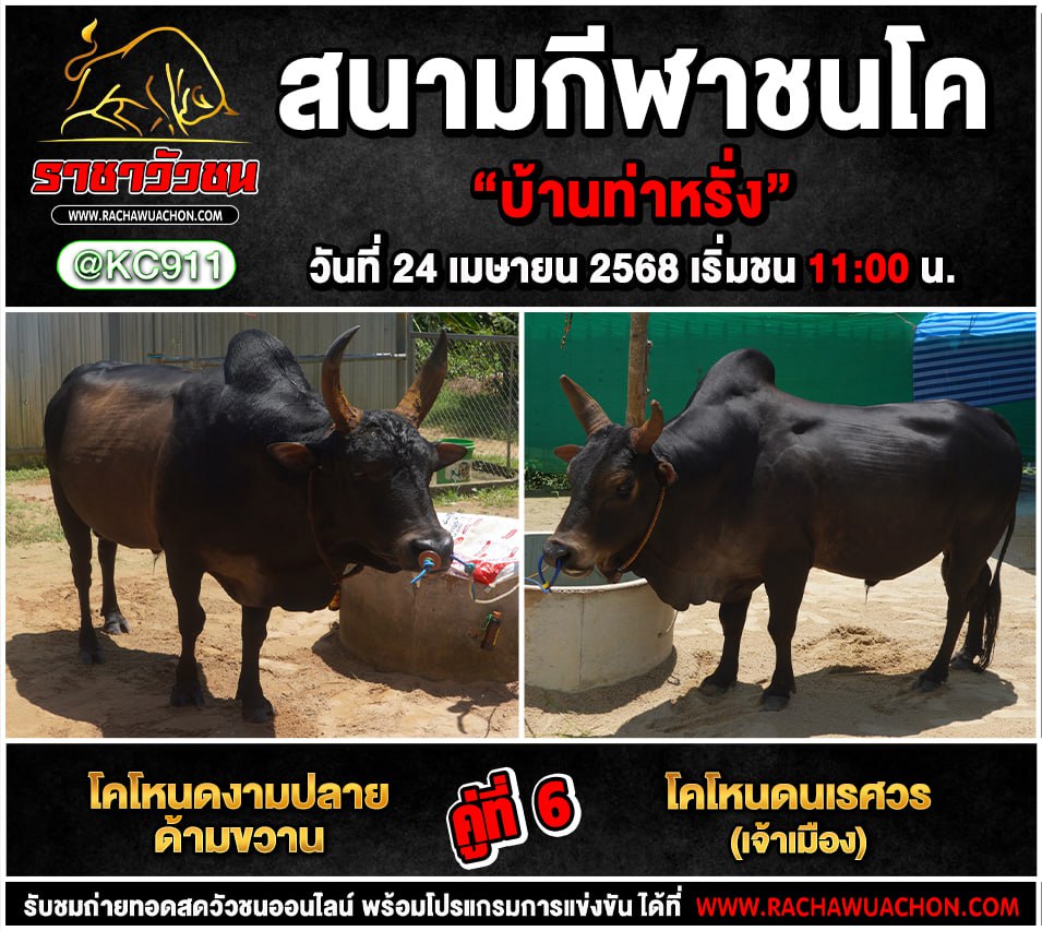 โปรแกรมวัวชน 24-4-2568