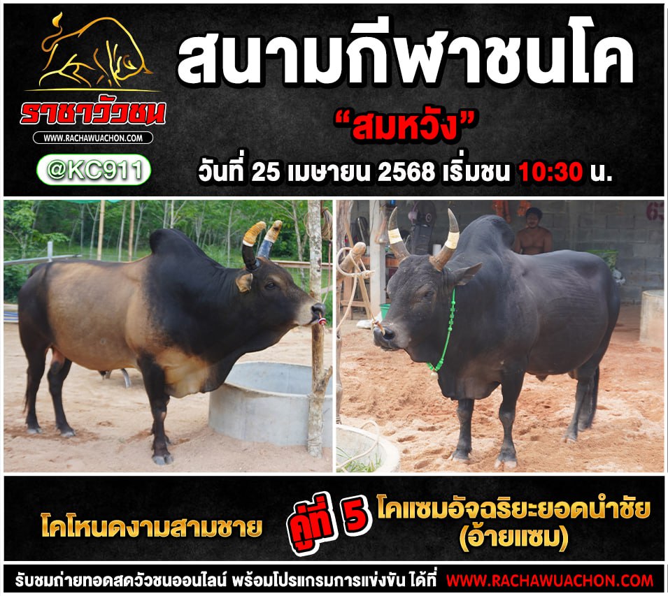 คลิปวัวชนย้อนหลัง 25-4-2568