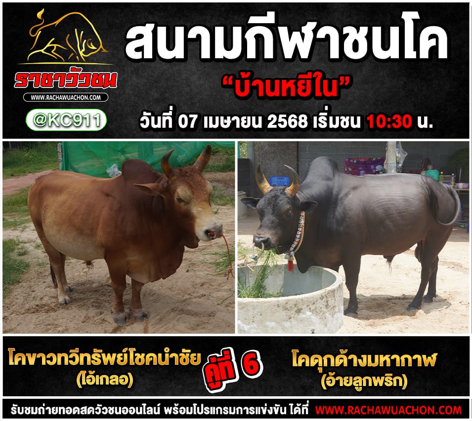 โปรแกรมวัวชน 7-4-2568