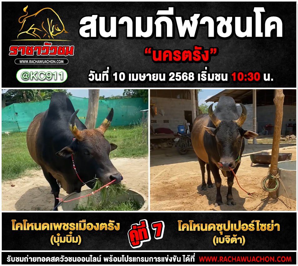 โปรแกรมวัวชน 10-4-2568