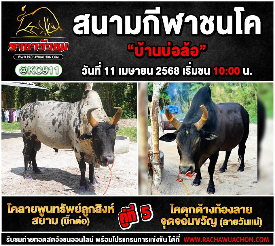 คลิปวัวชนย้อนหลัง11-4-2568