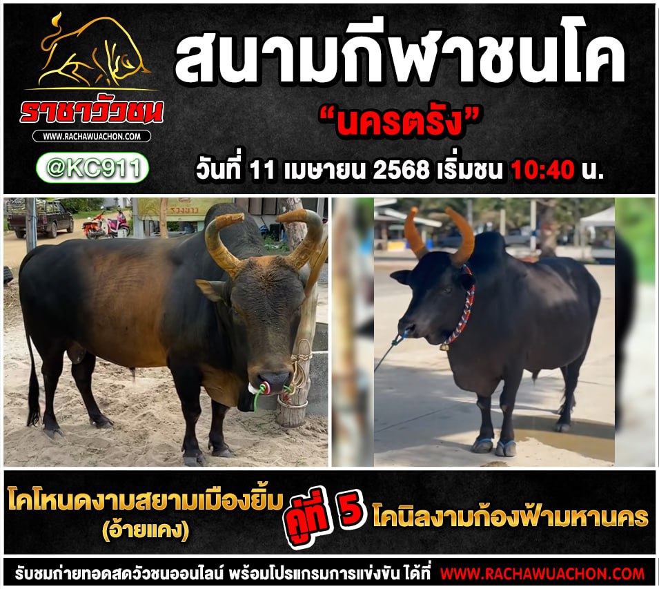 โปรแกรมวัวชน 11-4-2568