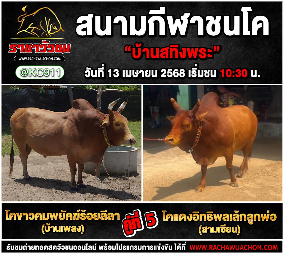 คลิปวัวชย้อนหลัง 13-4-2568