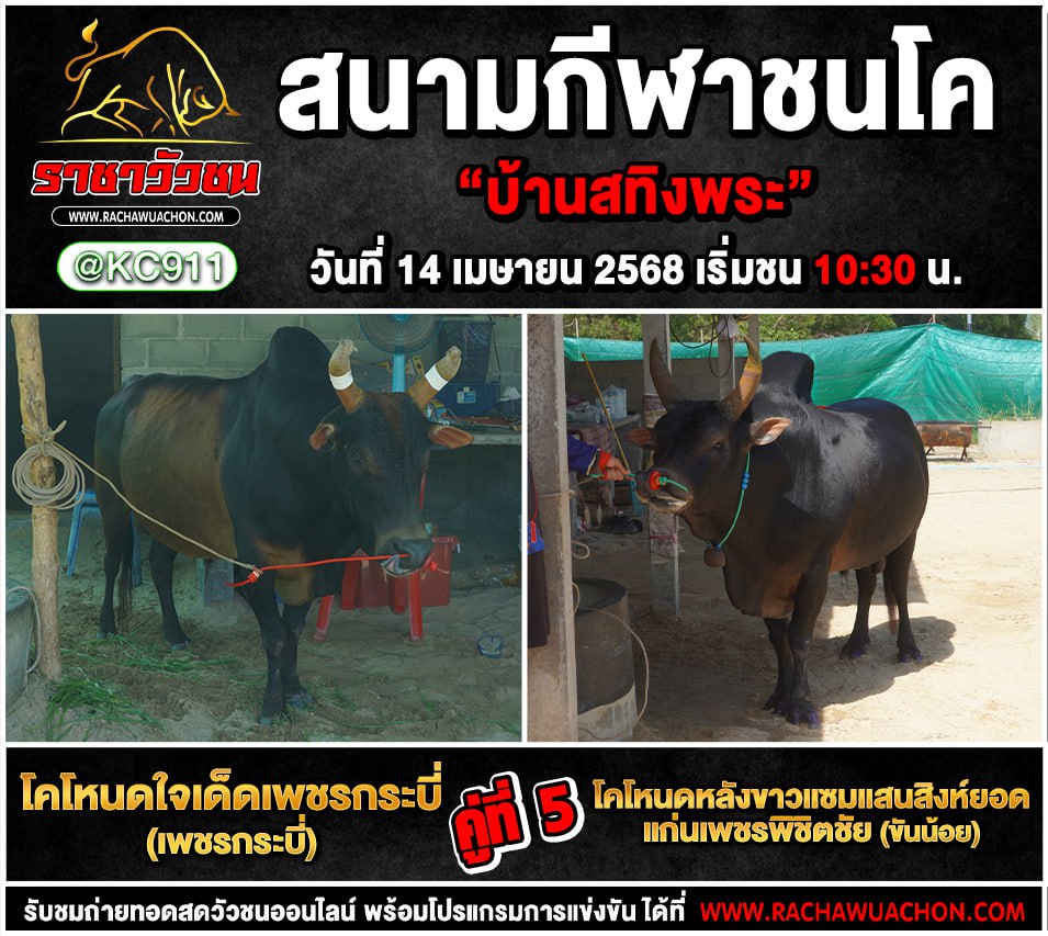 คลิปวัวชนย้อนหลัง 14-4-2568