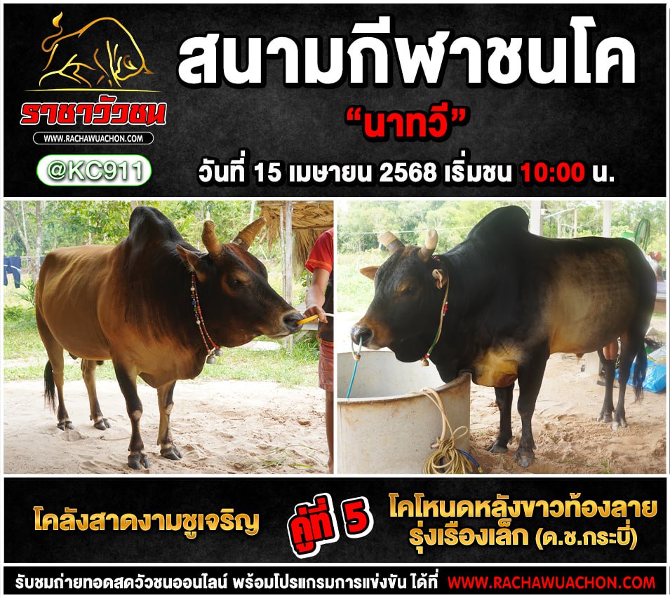 โปรแกรมวัวชน 15-4-2568