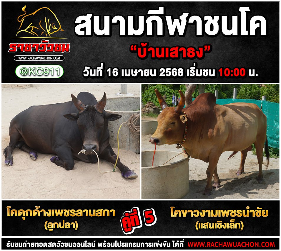 คลิปวัวชนย้อนหลัง 16-4-2568