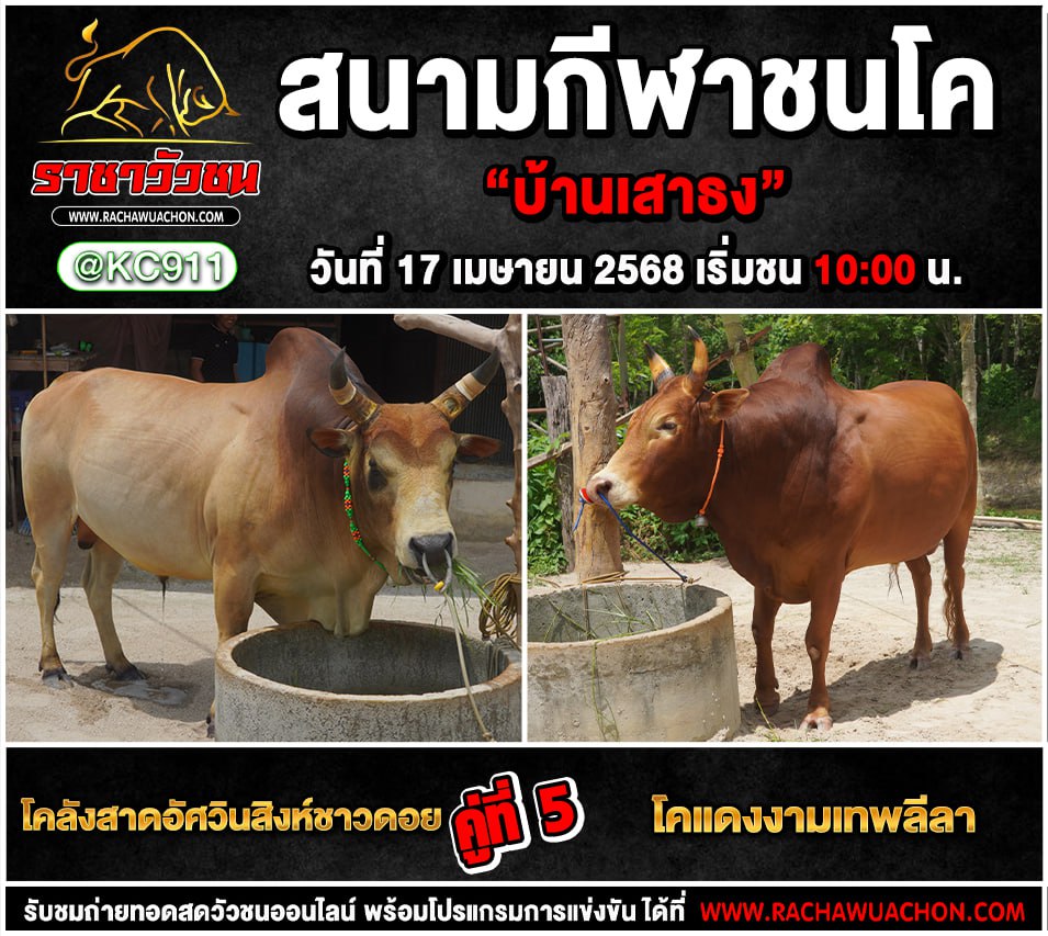 โปรแกรมวัวชน 17-4-2568