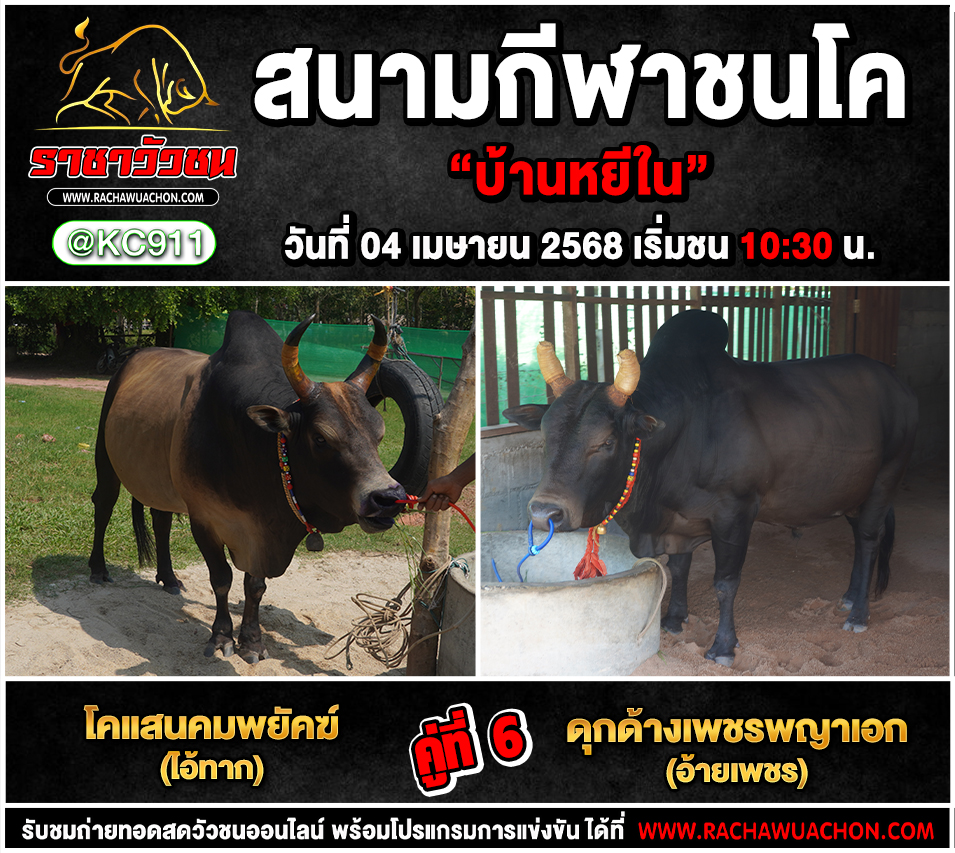 คลิปวัวชนย้อนหลัง 4-4-2568