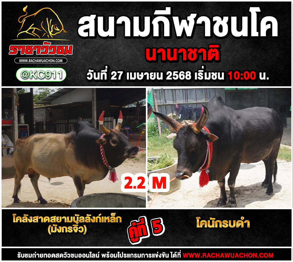 โปรแกรมวัวชน 27-4-2568