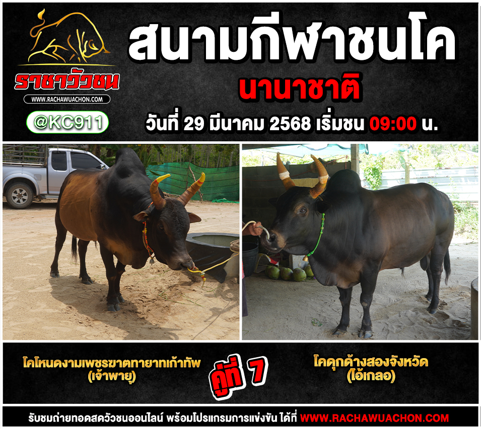คลิปวัวชนย้อนหลัง 29-3-2568