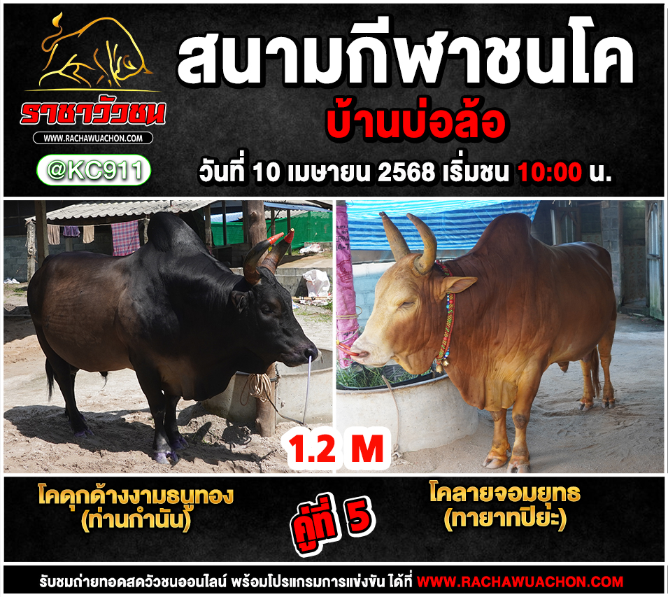 คลิปวัวชนย้อนหลัง10-4-2568