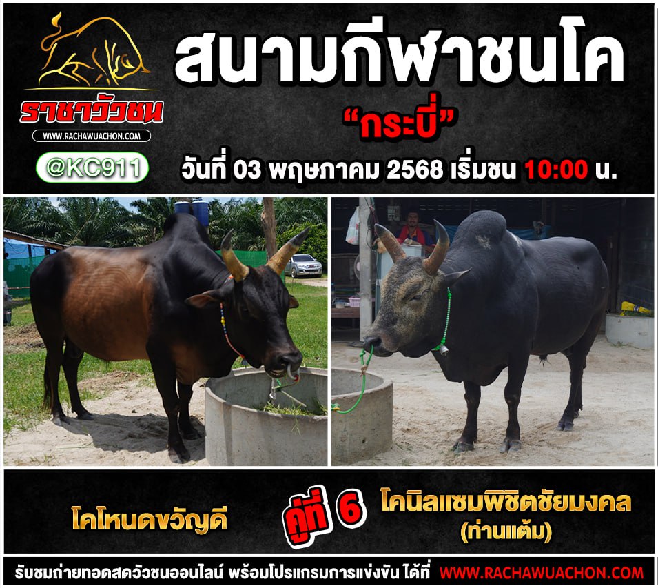 คลิปวัวชนย้อนหลัง 3-5-2568