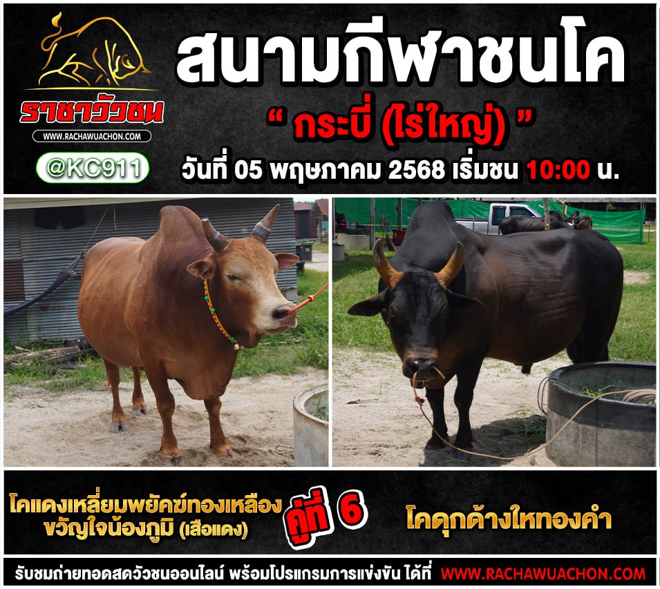 โปรแกรมวัวชน 5-5-2568