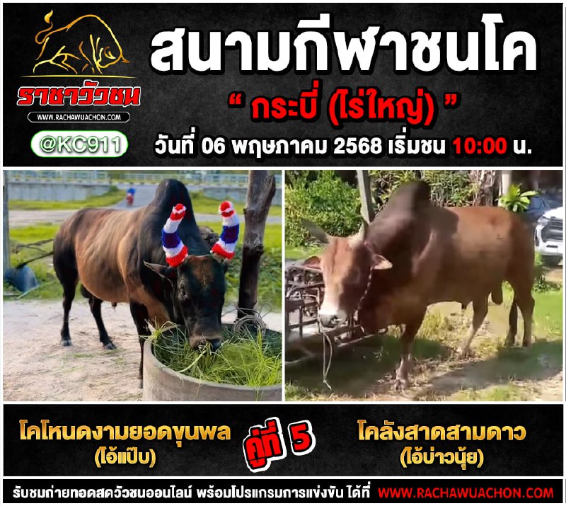 คลิปวัวชนย้อนหลัง 6-5-2568
