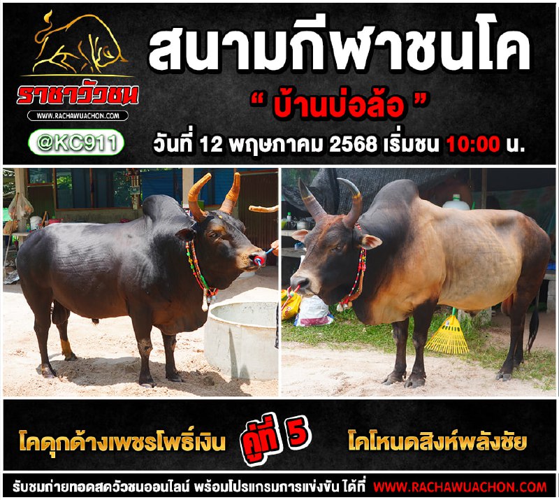 คลิปวัวชนย้อนหลัง 12-5-2568
