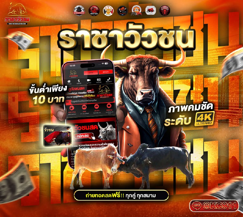 วัวชนออนไลน์ 11-5-2568