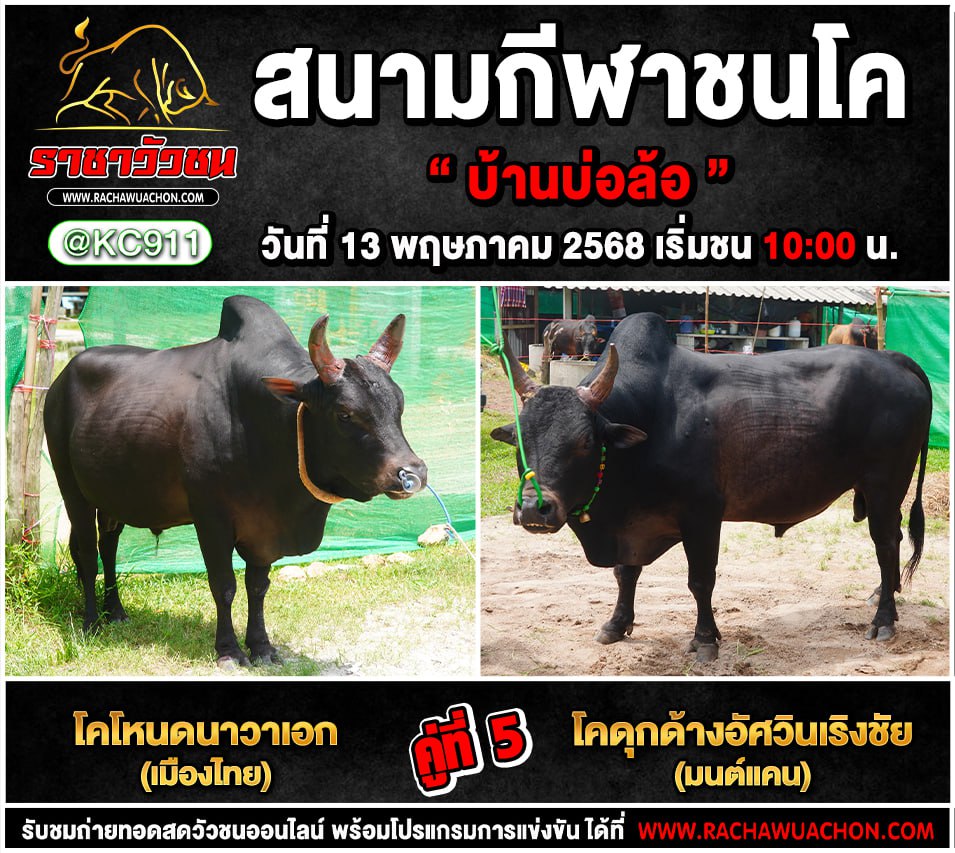 โปรแกรมวัวชน 13-5-2568