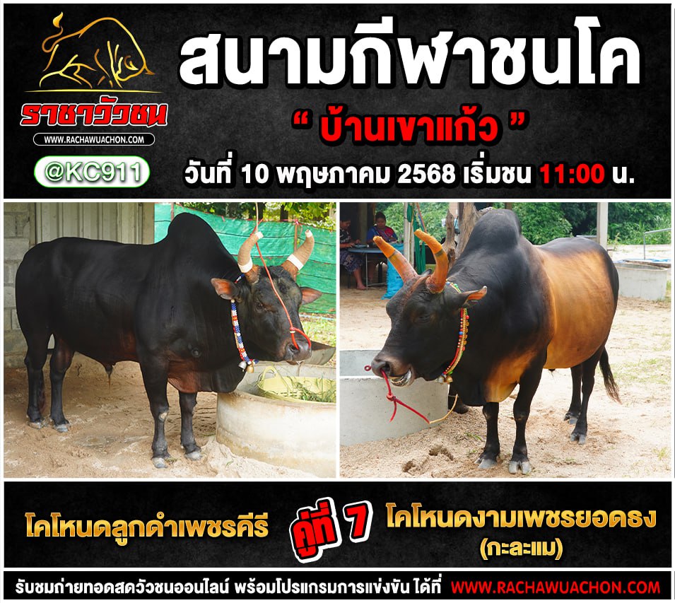 โปรแกรมวัวชน 10-5-2568