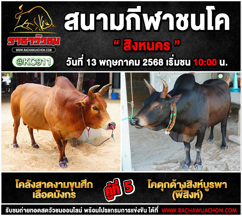 คลิปวัวชนย้อนหลัง 13-5-2568