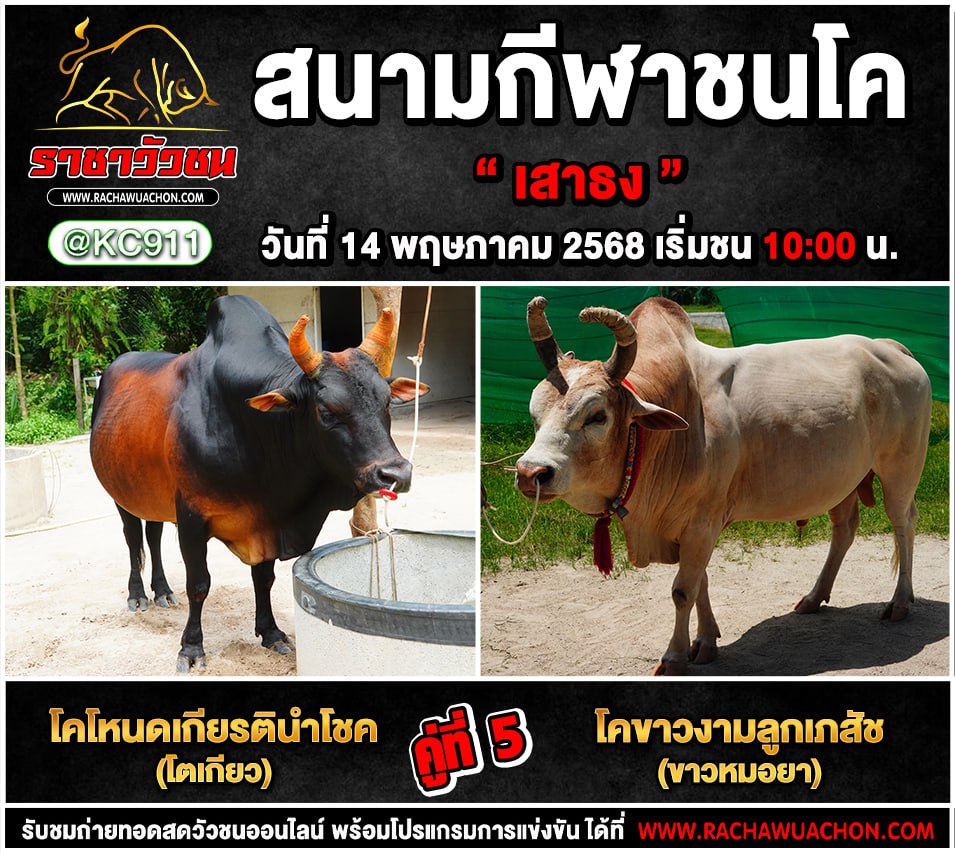โปรแกรมวัวชน 14-5-2568