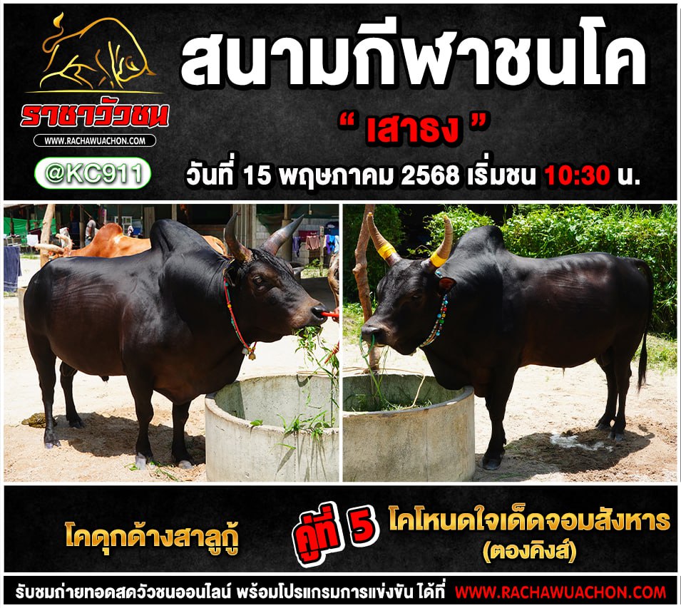 โปรแกรมวัวชน 15-5-2568