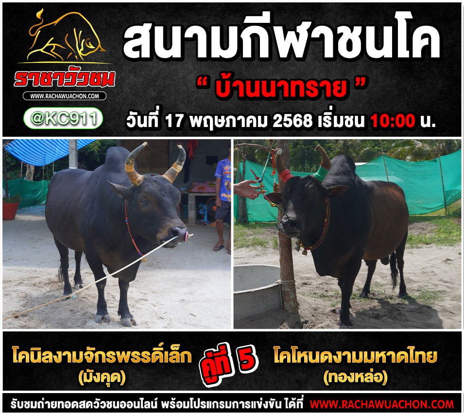 คลิปวัวชนย้อนหลัง 17-5-2568