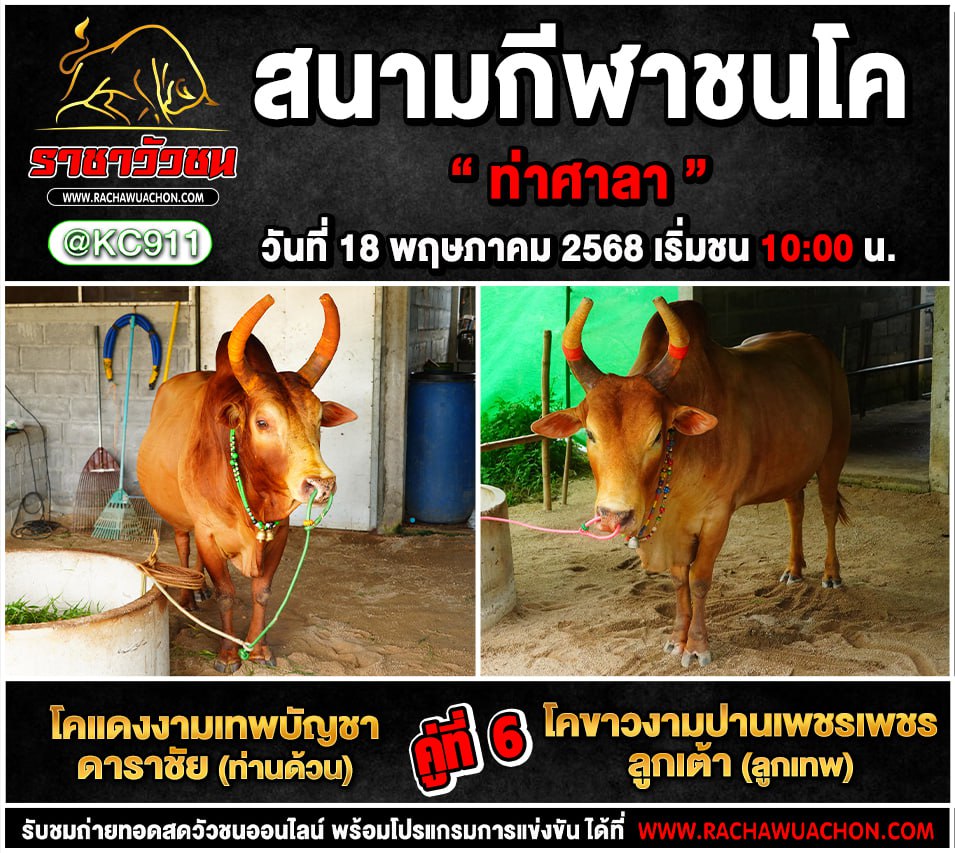 โปรแกรมวัวชน 18-5-2568