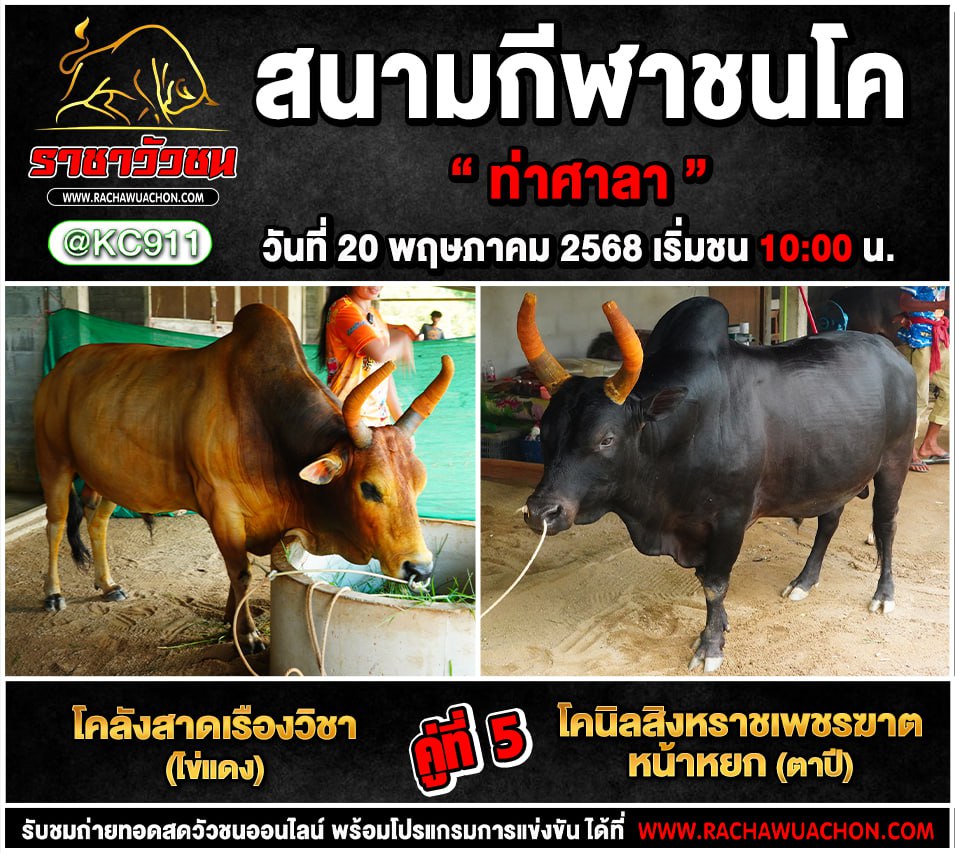โปรแกรมวัวชน 20-5-2568