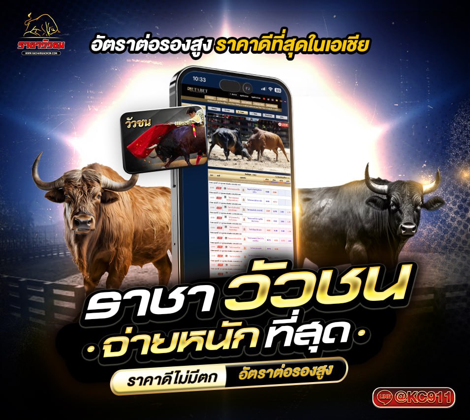 วัวชนออนไลน์ 24-5-2568