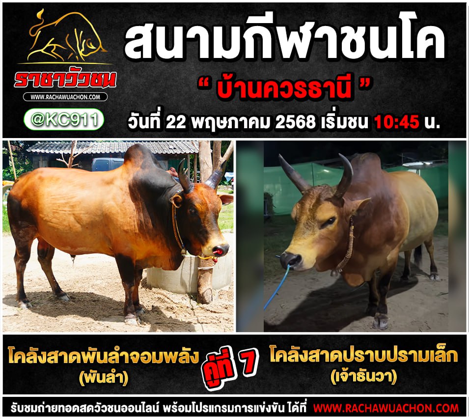 คลิปวัวชนย้อนหลัง 22-5-2568