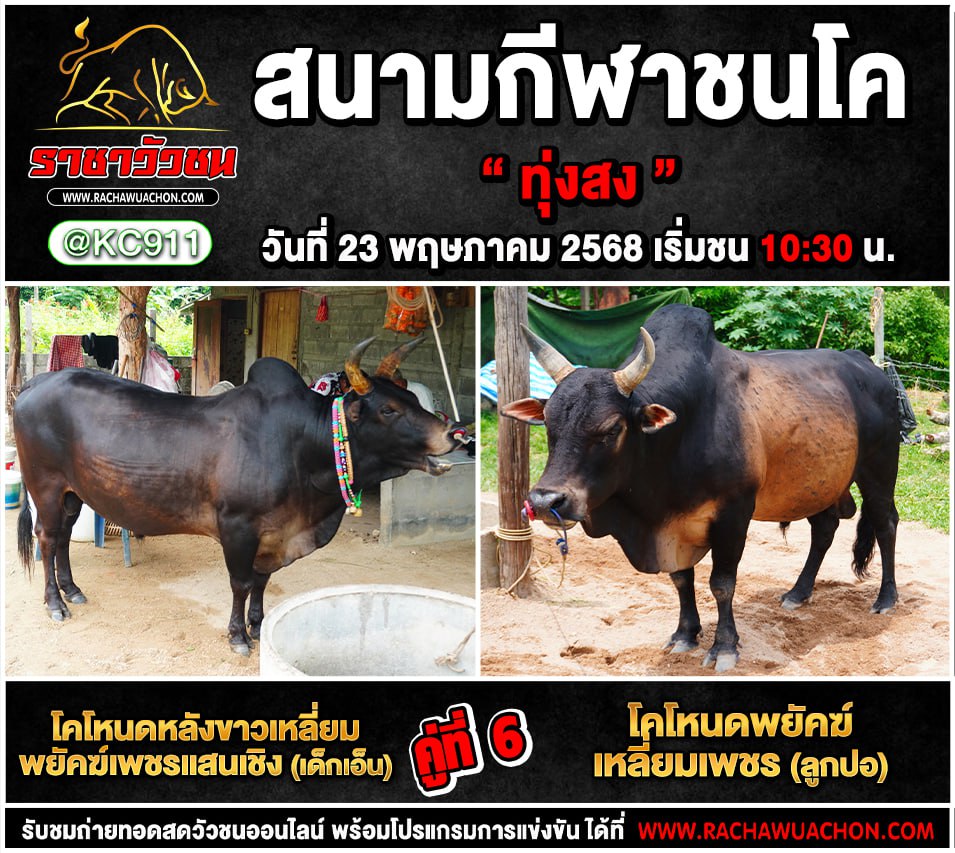 โปรแกรมวัวชน 23-5-2568