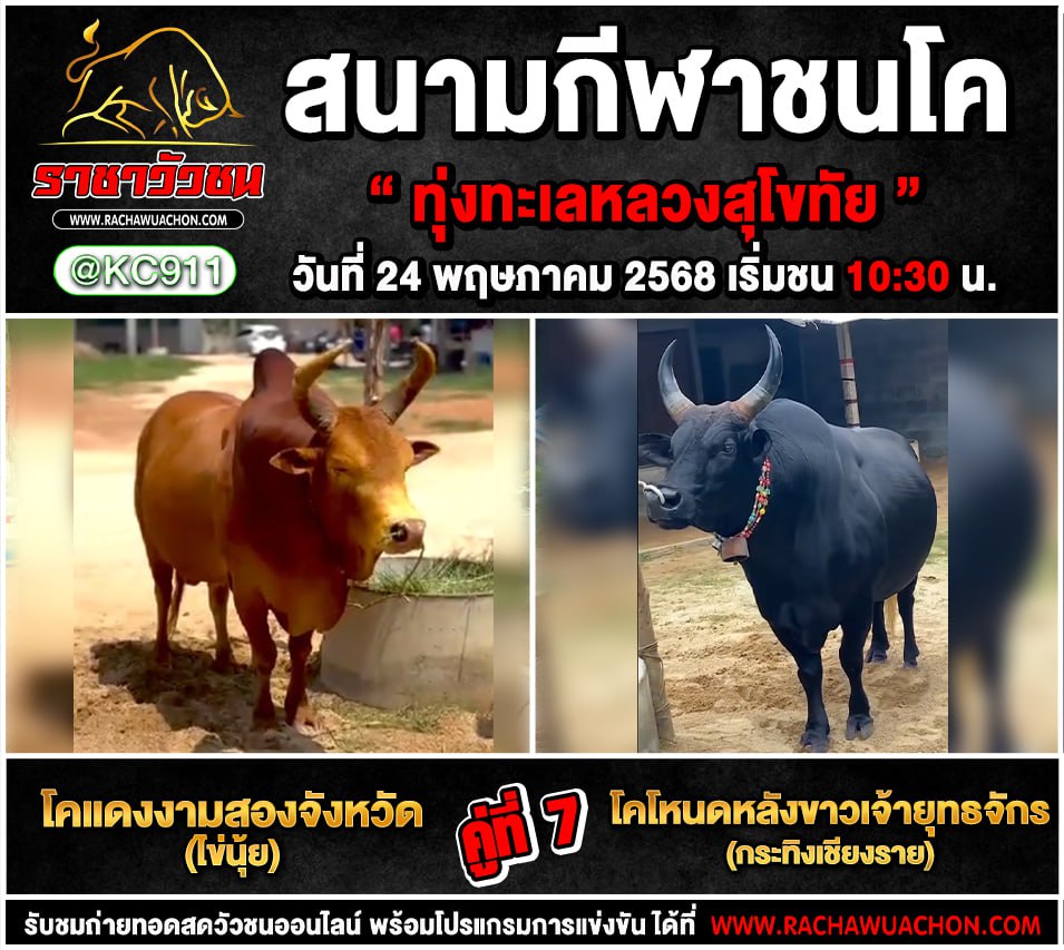 โปรแกรมวัวชน 24-5-2568