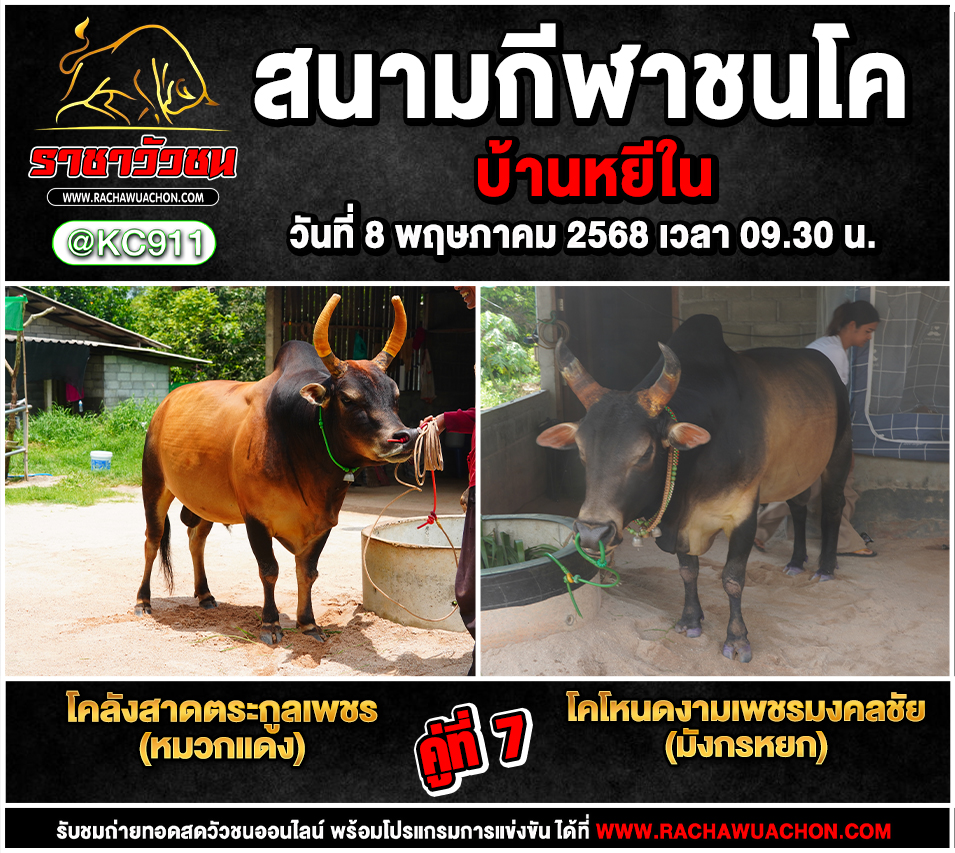 โปรแกรมวัวชน 8-5-2568