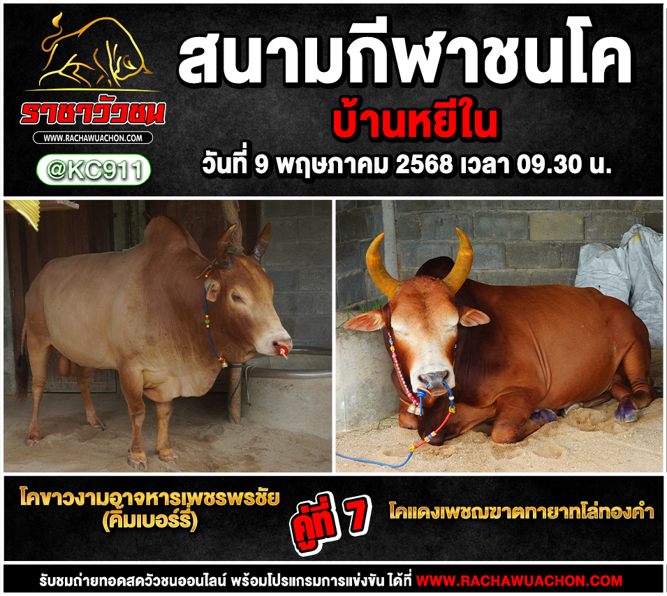 โปรแกรมวัวชน 9-5-2568