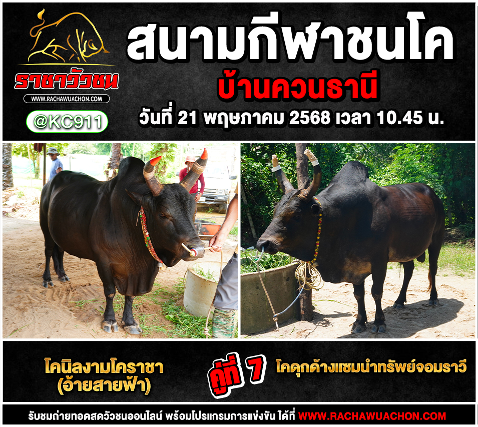 คลิปวัวชนย้อนหลัง 21-5-2568