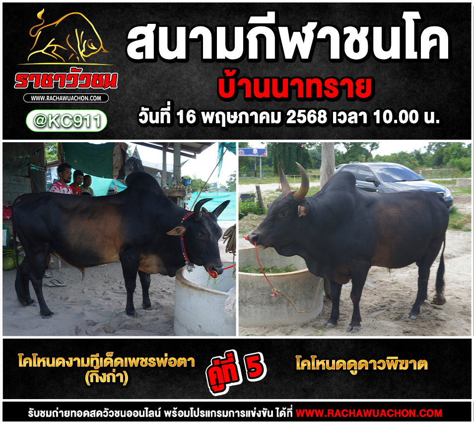คลิปวัวชนย้อนหลัง 16-5-2568