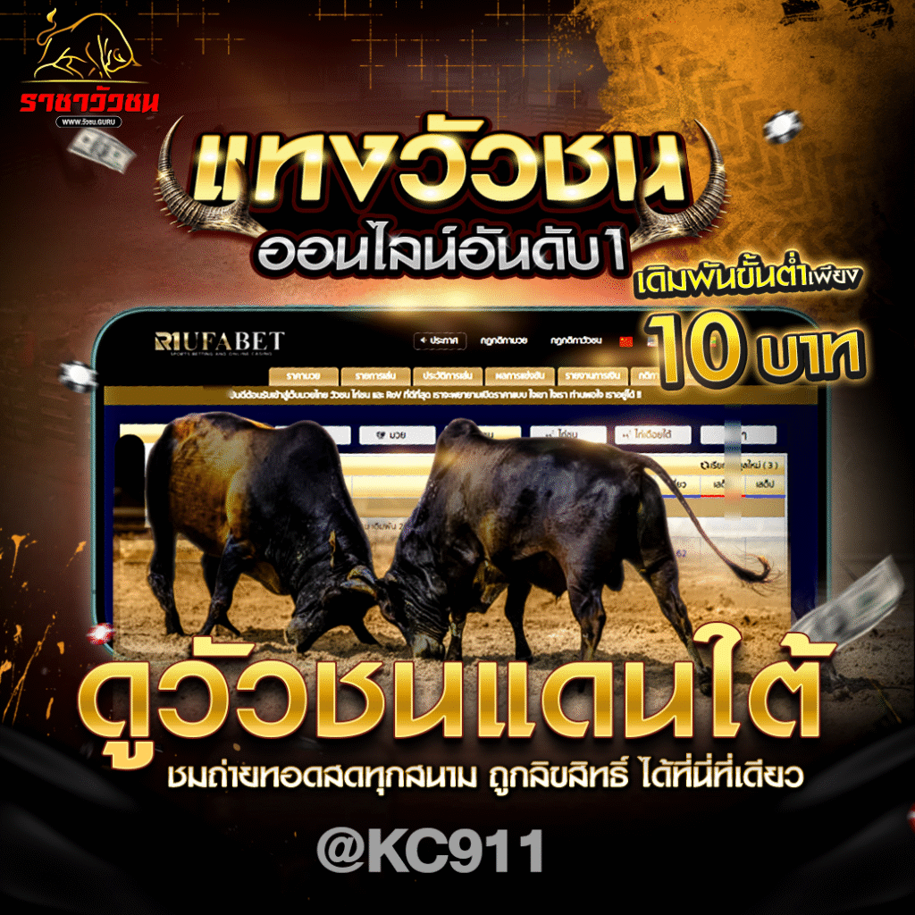 วัวชนออนไลน์ 8-6-2568