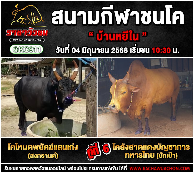 คลิปวัวชนย้อนหลัง 4-6-2568
