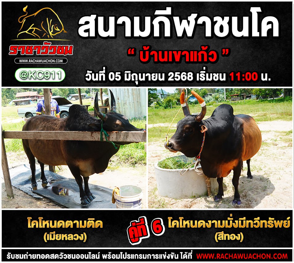 คลิปวัวชนย้อนหลัง 5-6-2568