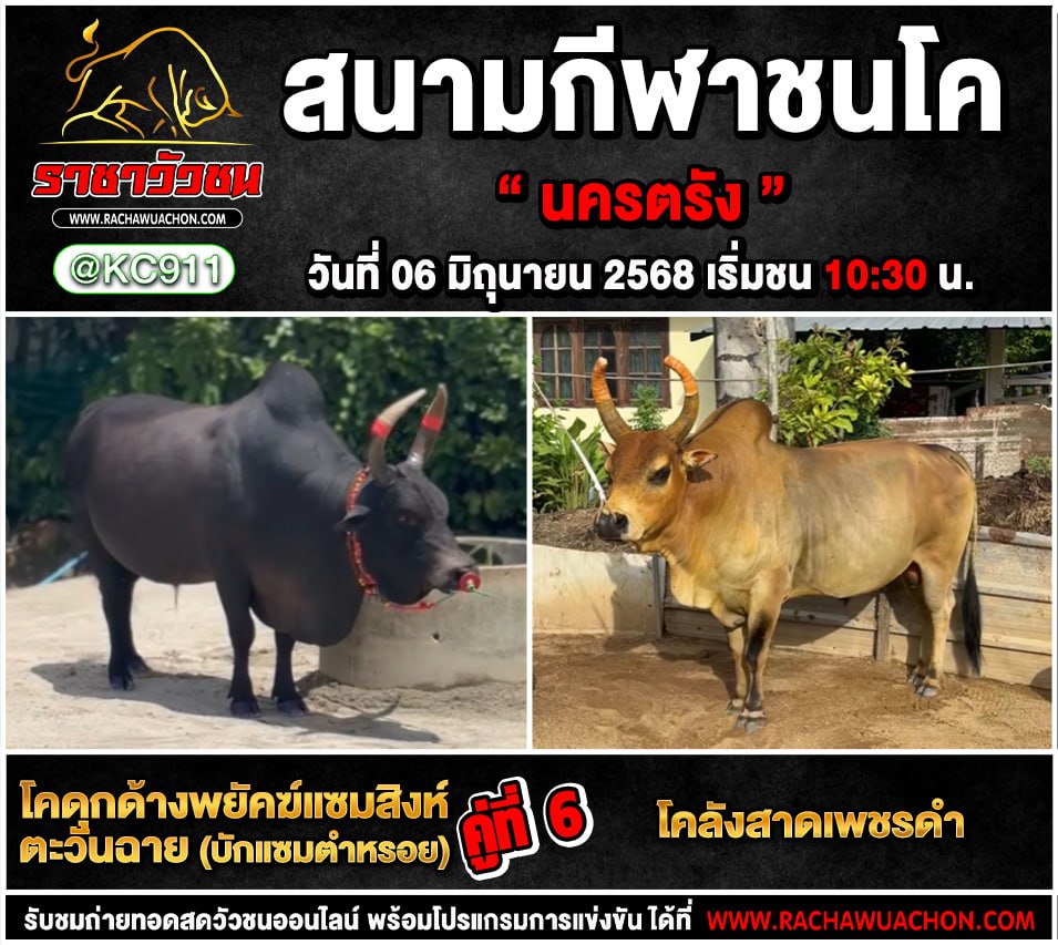 โปรแกรมวัวชน 6-6-2568