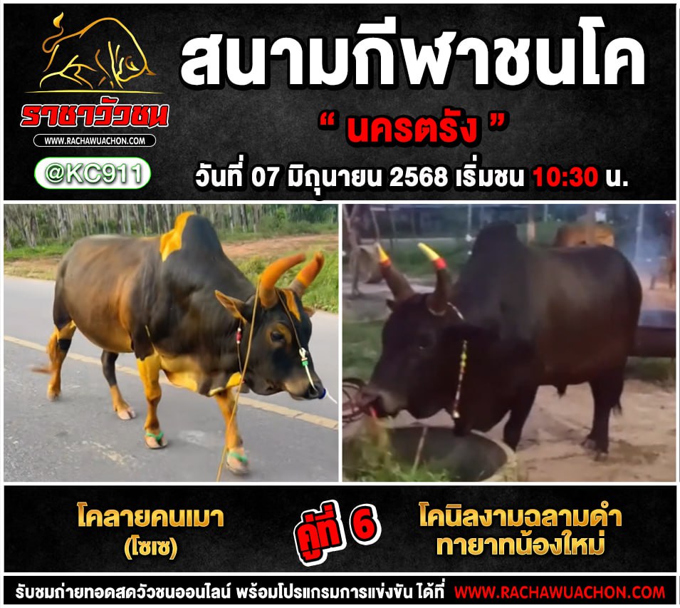 คลิปวัวชนย้อนหลัง 7-6-2568