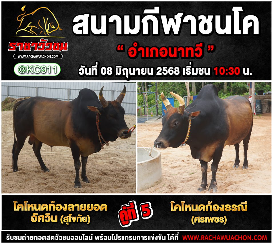 โปรแกรมวัวชน 8-6-2568