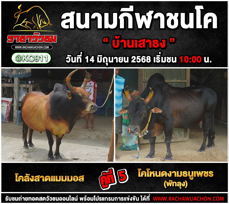โปรแกรมวัวชน 14-6-2568