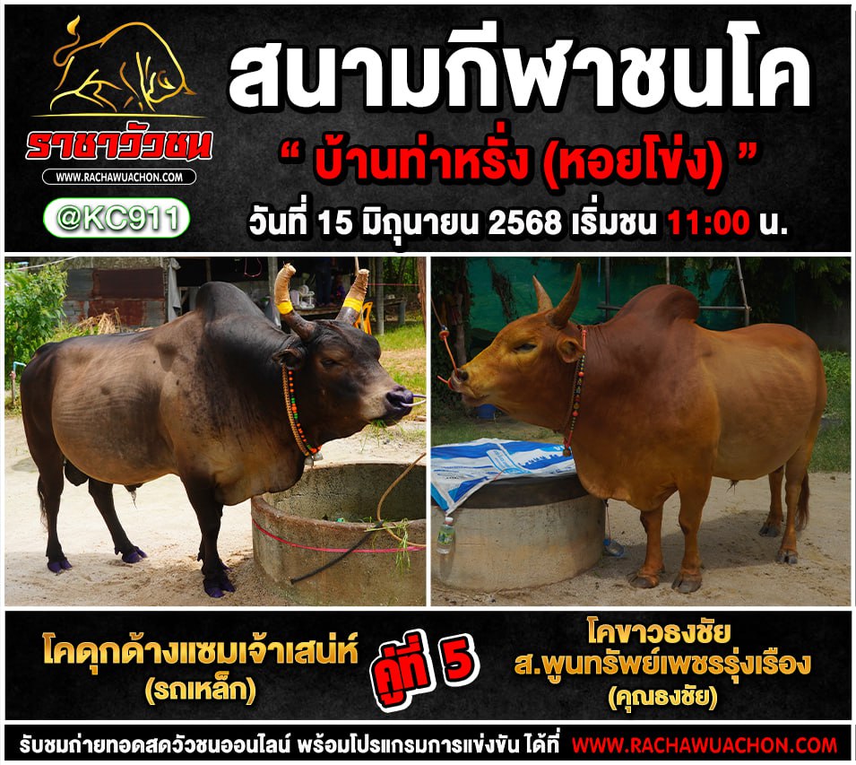 โปรแกรมวัวชน 15-6-2568