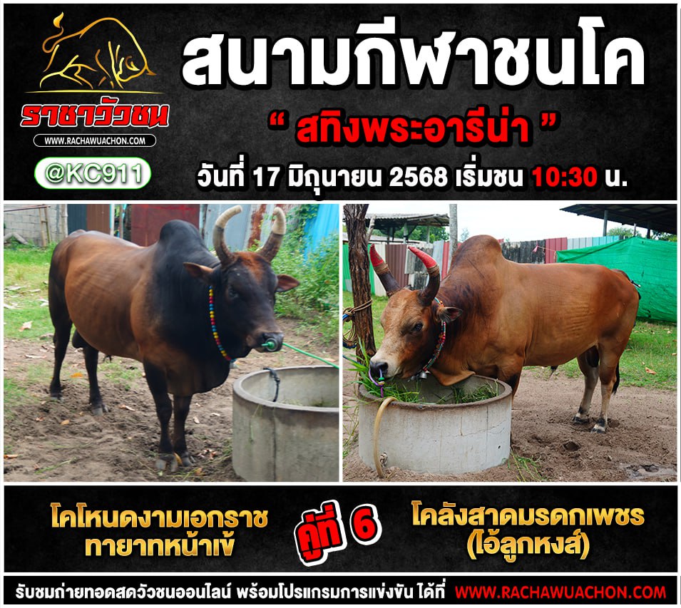 โปรแกรมวัวชน 17-6-2568
