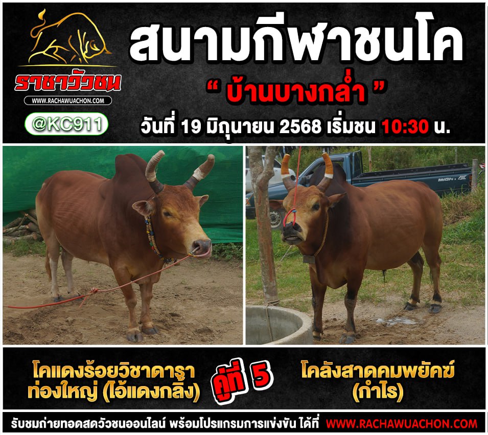 โปรแกรมวัวชน 19-6-2568