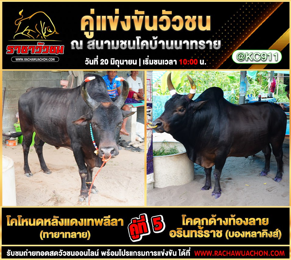 โปรแกรมวัวชน 20-6-2568